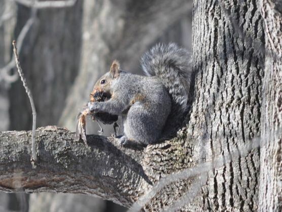 Do Squirrels Eat Meat?! - Megan Betcher