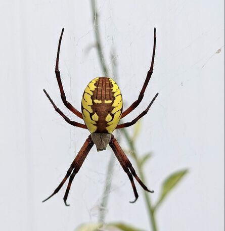 Yellow garden spider