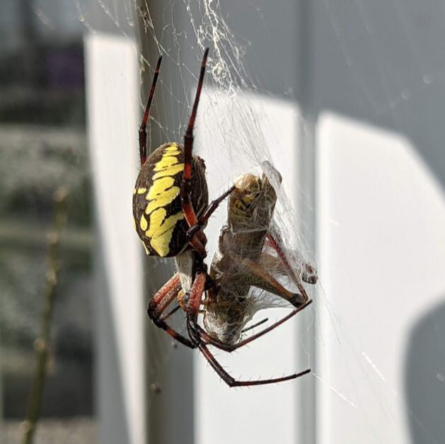 This beautiful garden spider, or zipper spider, or writing spider